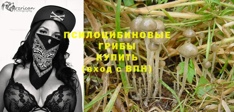 Галлюциногенные грибы MAGIC MUSHROOMS  купить закладку  darknet наркотические препараты  Духовщина 